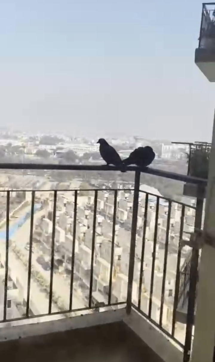 Amrapali Dream Valley : 2 BHK UnFurnished Flat For Sell in TechZone 4, Noida Extension