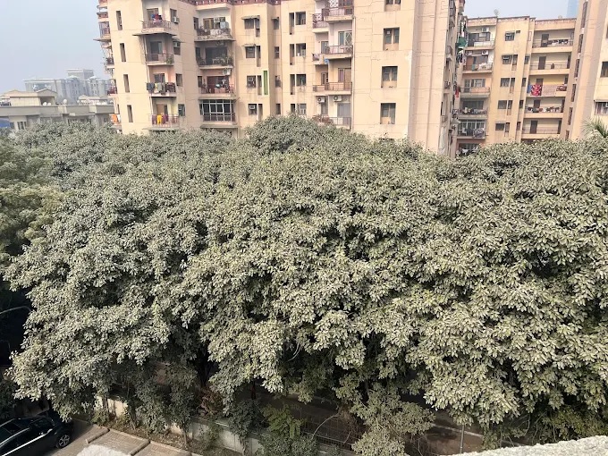 Bharat Petroleum Apartment, Sector 62, Noida Society Image 5